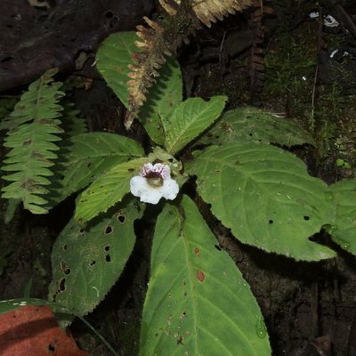 Nautilocalyx ecuadoranus, photographed by Sue Carnahan