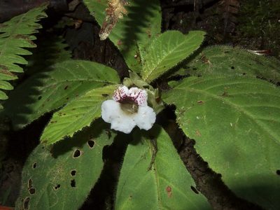 Nautilocalyx ecuadoranus, photographed by Sue Carnahan