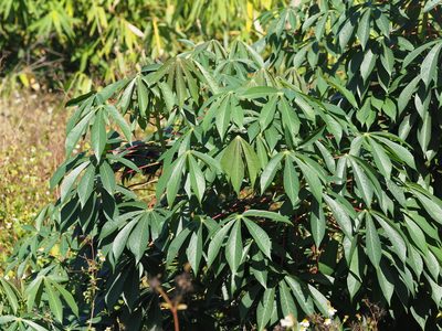 Manihot esculenta, photographed by 葉子