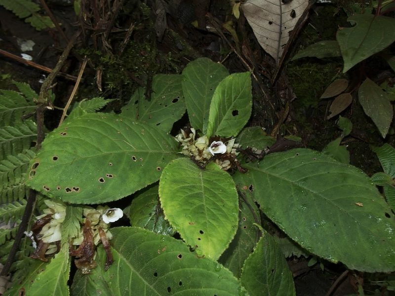 Nautilocalyx ecuadoranus, photographed by Sue Carnahan