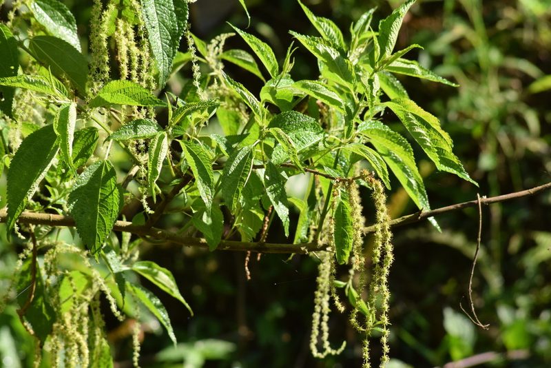 Boehmeria caudata, photographed by Cajá-manga