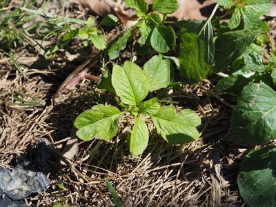 Amaranthus blitum, photographed by 葉子