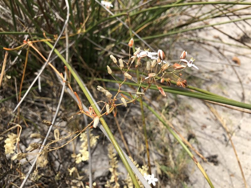 Pharnaceum lineare, photographed by Caroline Voget