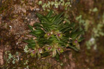 Epidendrum congestum, photographed by Trevor Van Loon