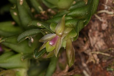 Epidendrum congestum, photographed by Trevor Van Loon