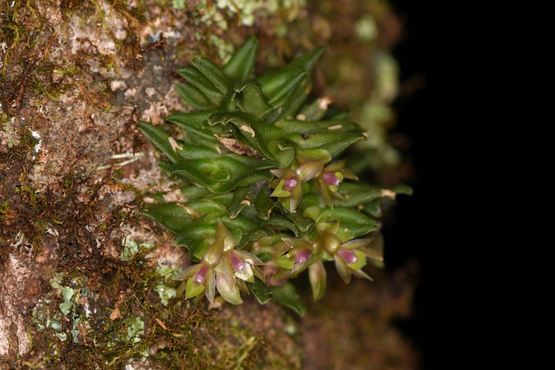 Epidendrum congestum, photographed by Trevor Van Loon