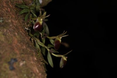 Epidendrum porpax, photographed by Trevor Van Loon