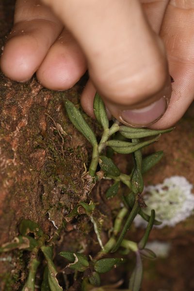 Epidendrum porpax, photographed by Trevor Van Loon