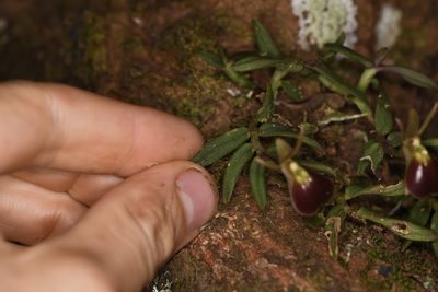 Epidendrum porpax, photographed by Trevor Van Loon