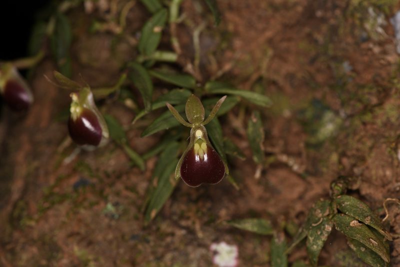 Epidendrum porpax, photographed by Trevor Van Loon