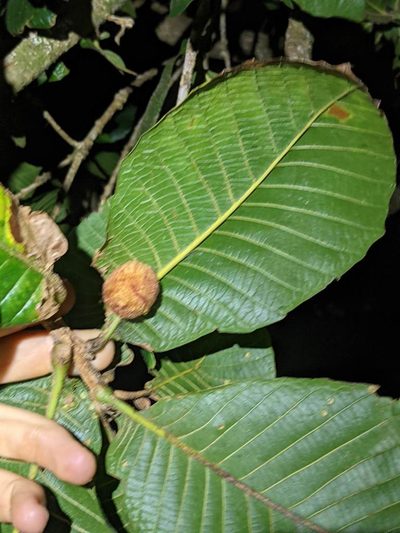 Quercus insignis, photographed by Trevor Van Loon