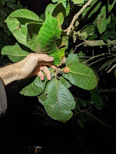 Quercus insignis, photographed by Trevor Van Loon
