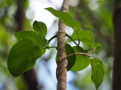 Stephanotis volubilis, photographed by 葉子