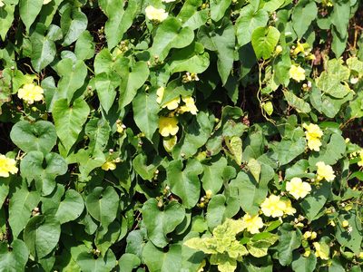 Merremia gemella, photographed by 葉子