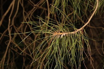 Pinus nigra, photographed by Stephen James McWilliam