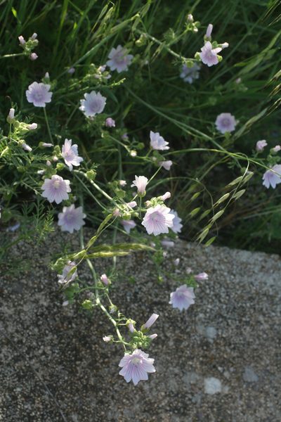 Malva tournefortiana, photographed by Oleg Kosterin