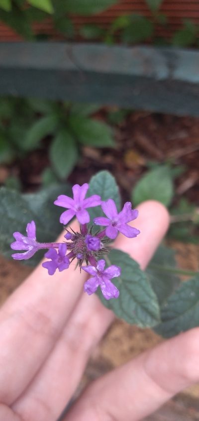 Verbena nana, photographed by Fede y Vani