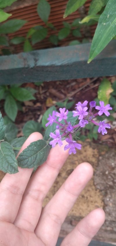 Verbena nana, photographed by Fede y Vani