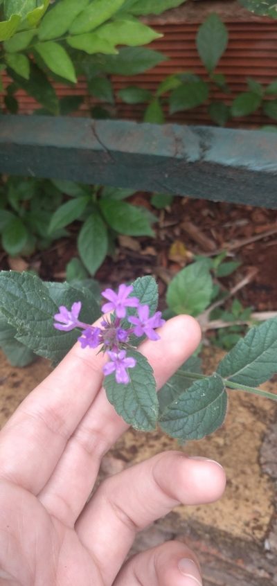 Verbena nana, photographed by Fede y Vani