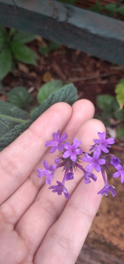 Verbena nana, photographed by Fede y Vani