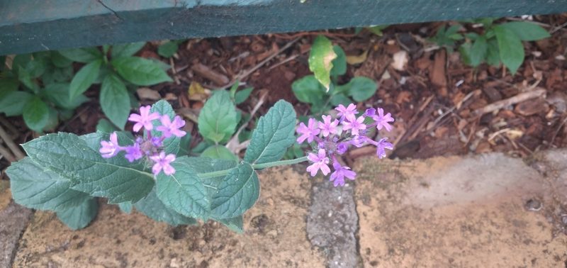 Verbena nana, photographed by Fede y Vani