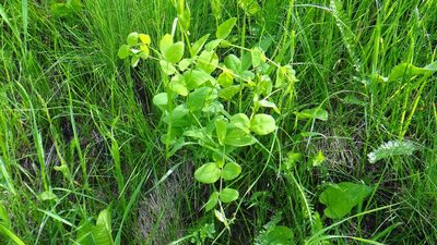 Vicia pisiformis, photographed by Sashko