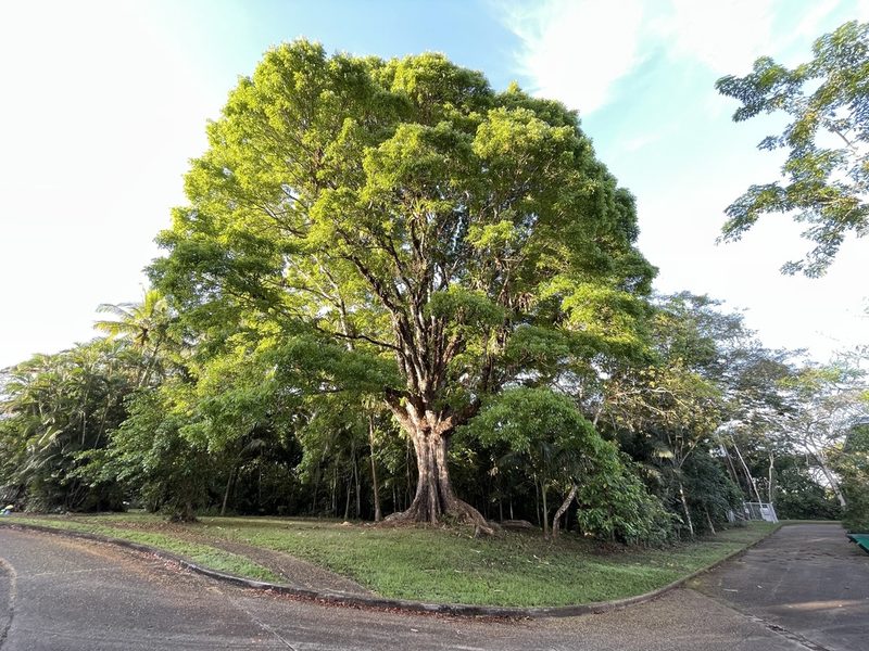 Swietenia macrophylla, photographed by Brian Gratwicke