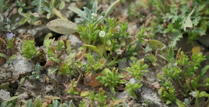 Nama stenocarpa, photographed by Bill Levine