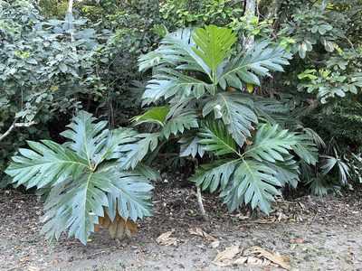Artocarpus heterophyllus, photographed by Brian Gratwicke