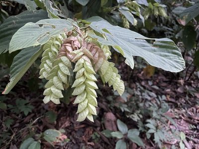 Flemingia strobilifera, photographed by Brian Gratwicke