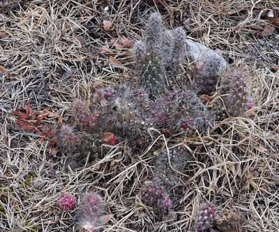 Austrocylindropuntia shaferi, photographed by Hugo Hulsberg
