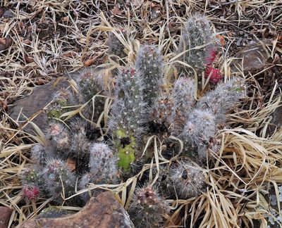 Austrocylindropuntia shaferi, photographed by Hugo Hulsberg