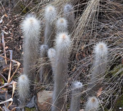 Cleistocactus hyalacanthus, photographed by Hugo Hulsberg