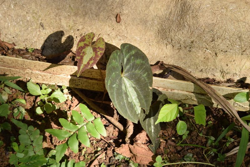 Dioscorea dodecaneura, photographed by Cajá-manga