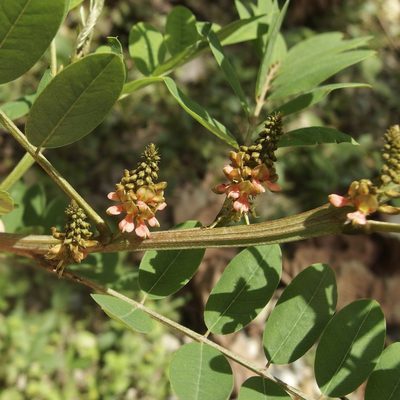 Indigofera suffruticosa, photographed by Sue Carnahan