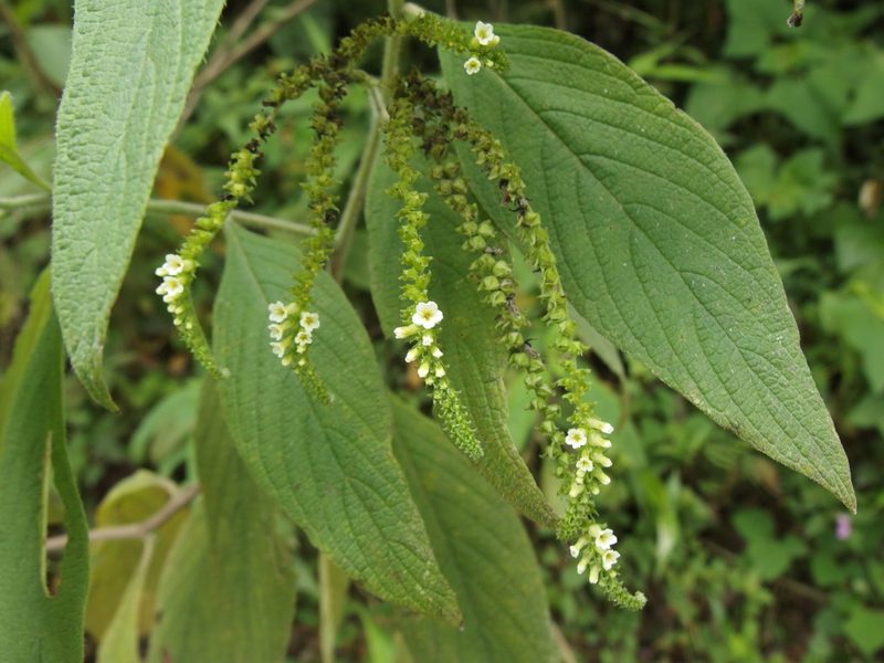 Heliotropium rufipilum, photographed by Sue Carnahan