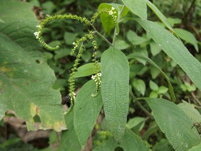 Heliotropium rufipilum, photographed by Sue Carnahan