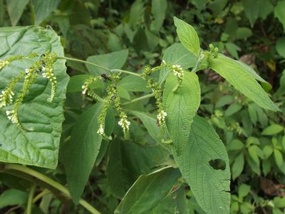 Heliotropium rufipilum, photographed by Sue Carnahan