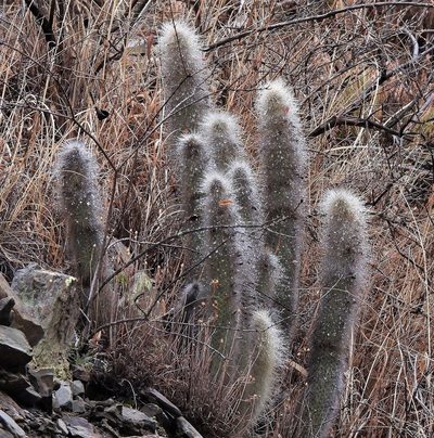 Cleistocactus hyalacanthus, photographed by Hugo Hulsberg