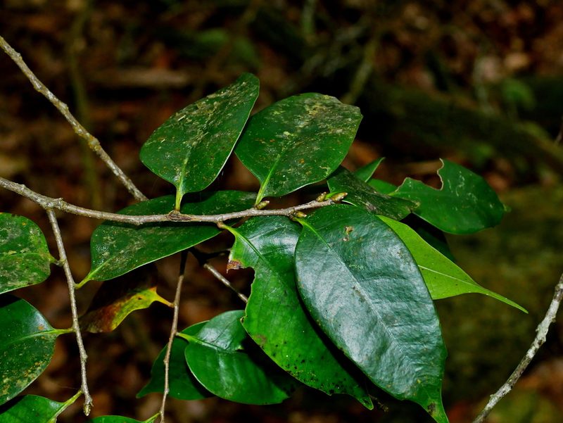 Castanopsis eyrei, photographed by Jacy Chen