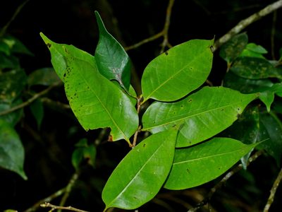 Castanopsis eyrei, photographed by Jacy Chen