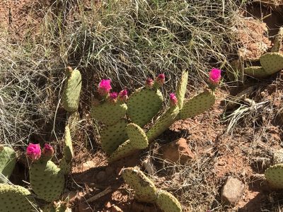 Opuntia aurea, photographed by Heather