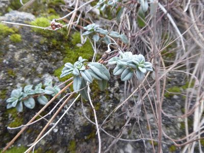 Helianthemum canum, photographed by Michael Andresek