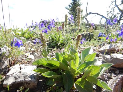 Veronica wyomingensis, photographed by Matt Lavin