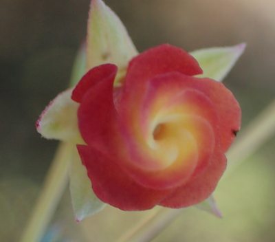 Hermannia filifolia, photographed by Nicola van Berkel