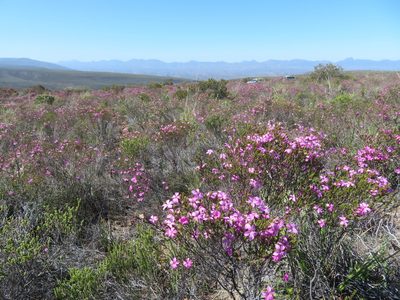 Acmadenia sheilae, photographed by Nicola van Berkel