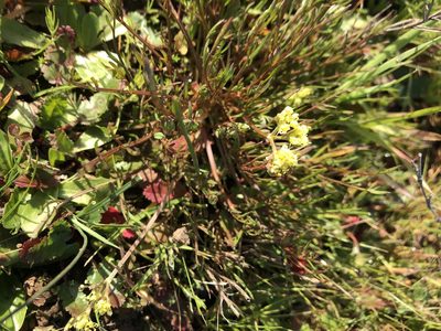 Lomatium caruifolium, photographed by graham_coop
