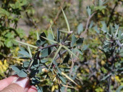 Berberis grevilleana, photographed by Guillermo Debandi