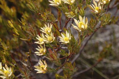 Leucadendron modestum, photographed by Tony Rebelo
