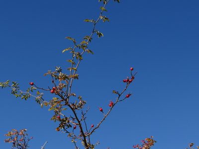Rosa pulverulenta, photographed by Guillermo Debandi